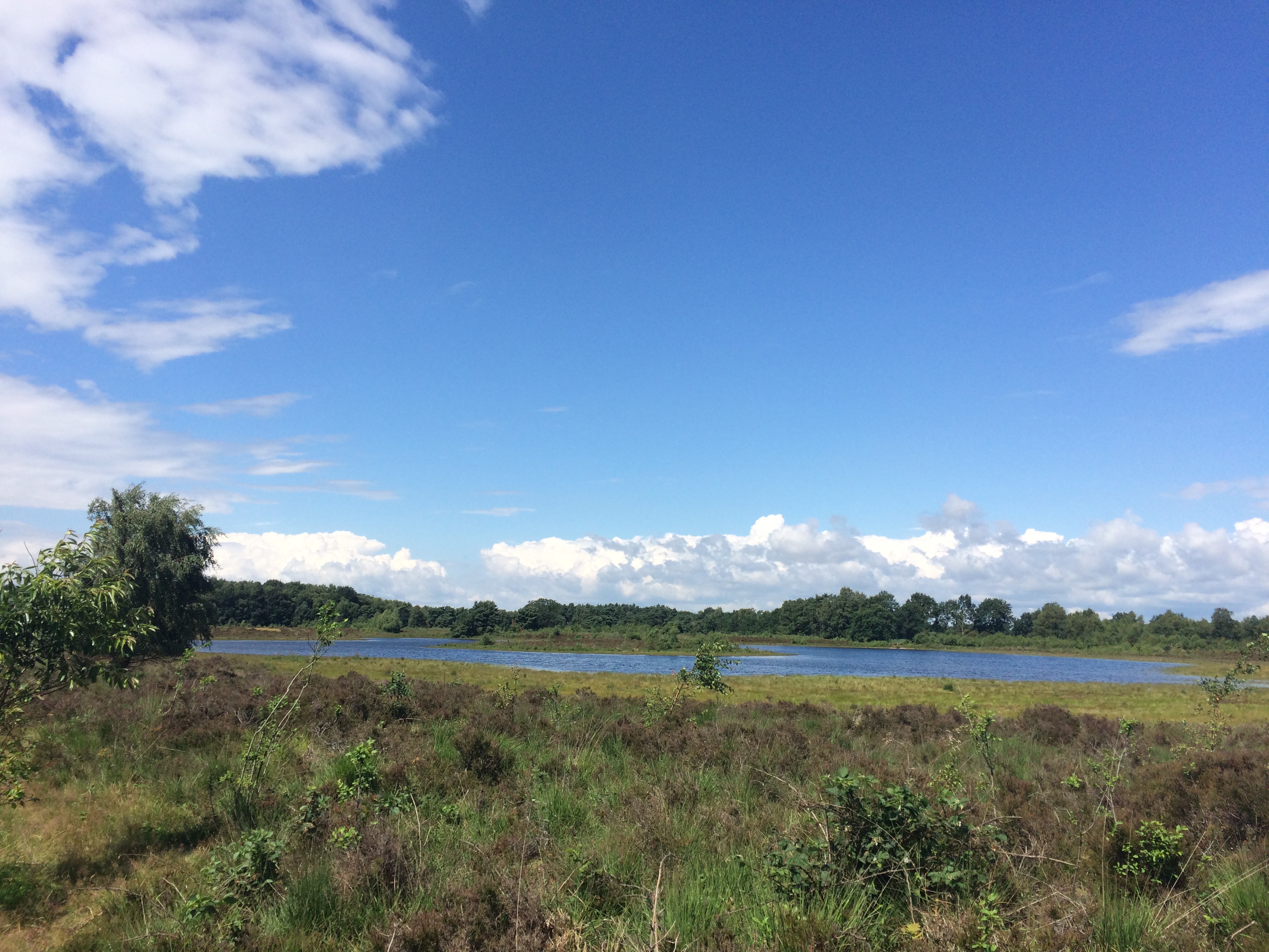 landschap met een plas