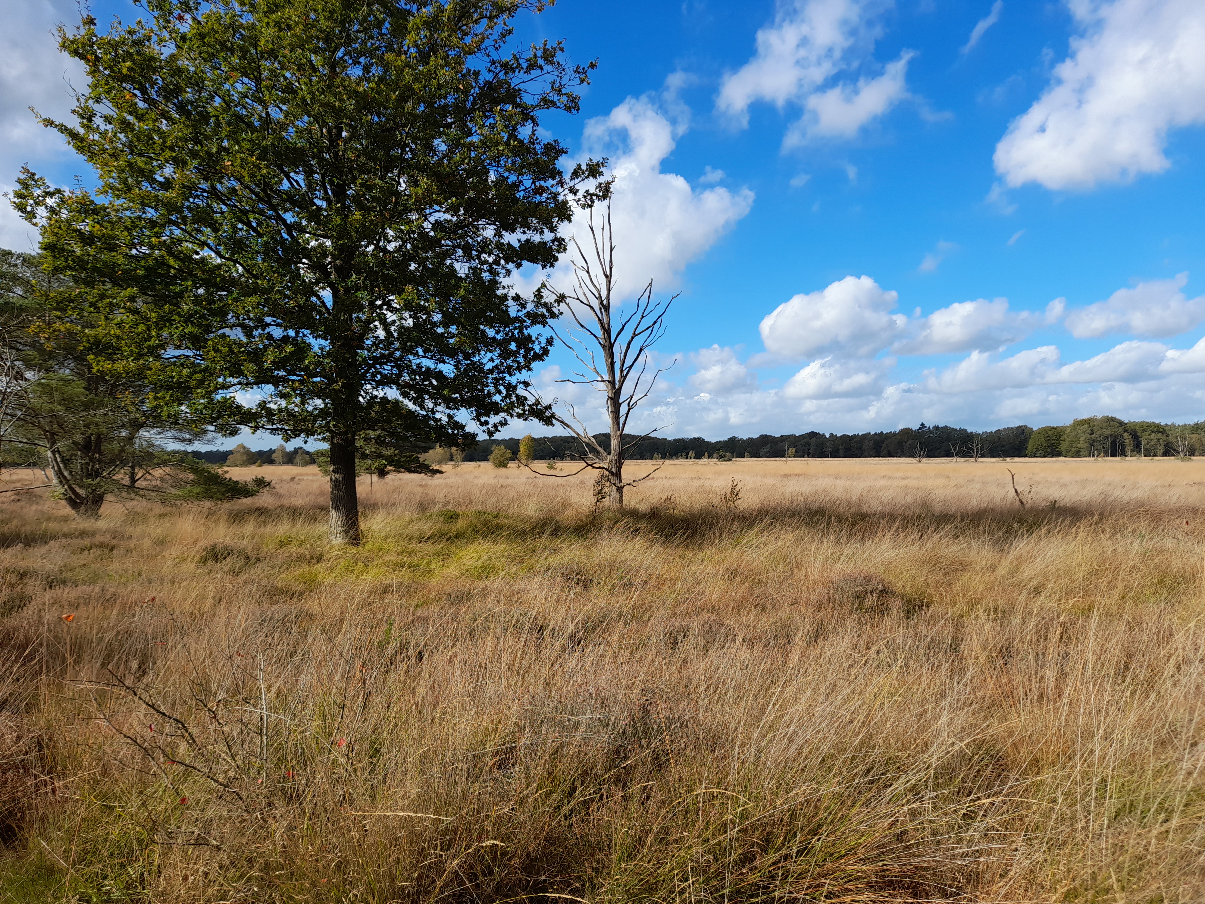 Bomen in weiland