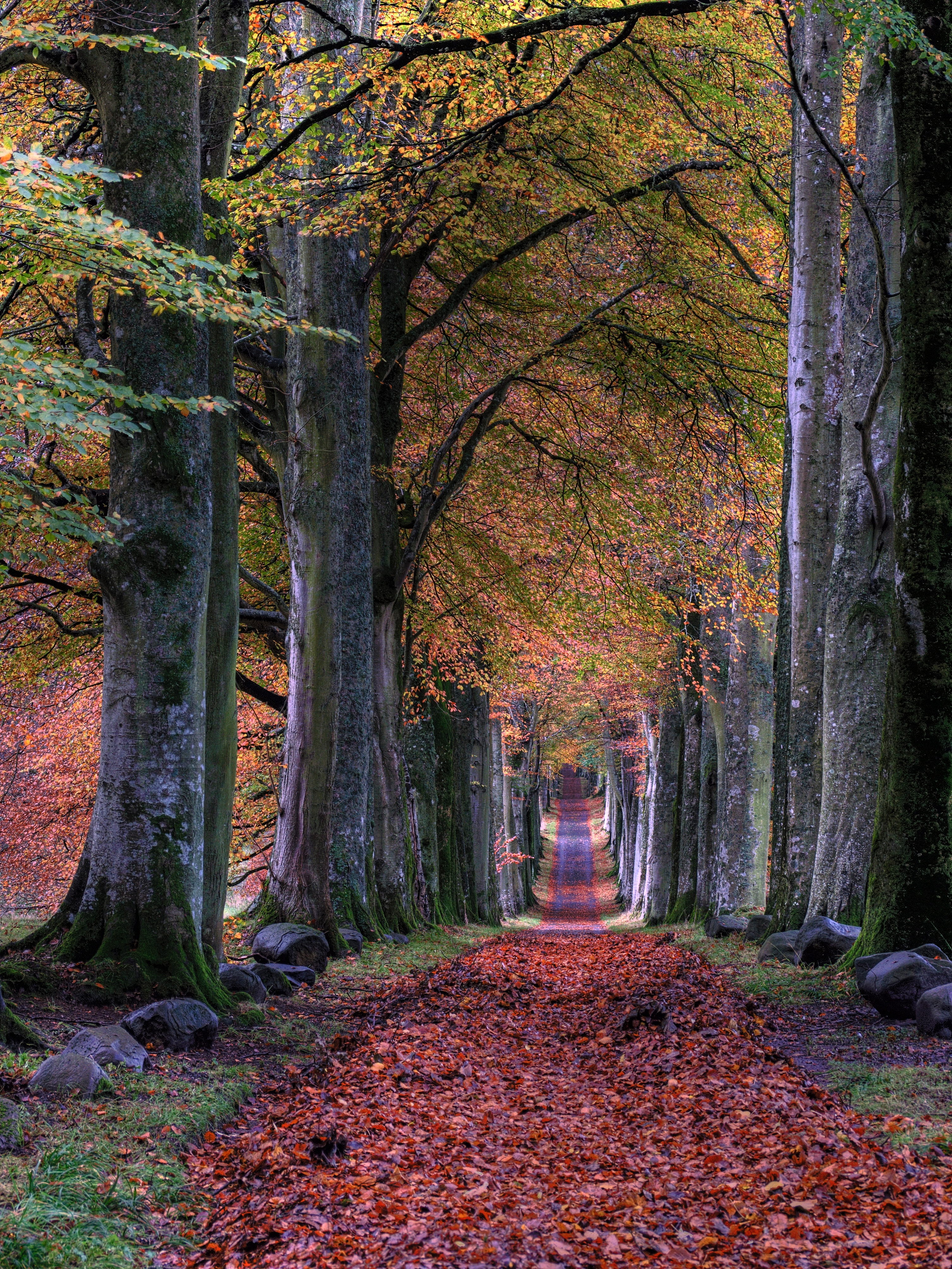 hogo bomen met roodoranje bladeren en een breed pad ertussen