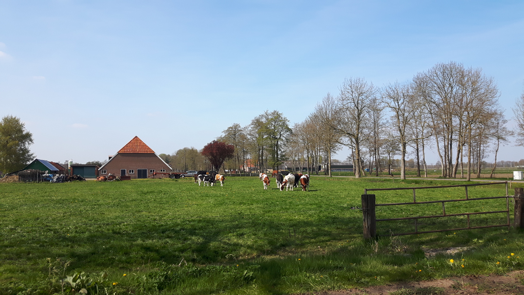 Koeien en weiland met huis erachter