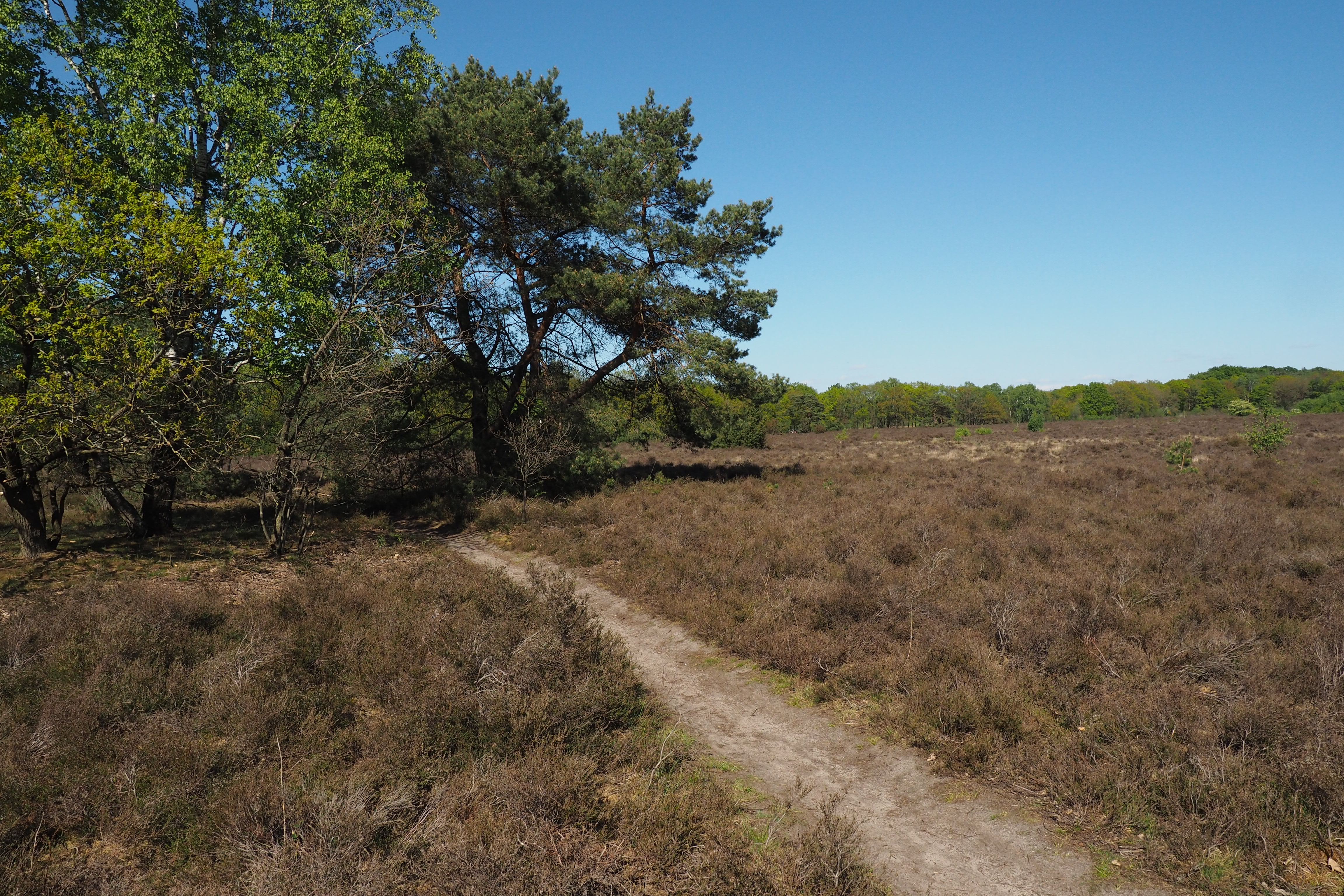 Zandpad door natuurlandschap met bomen 