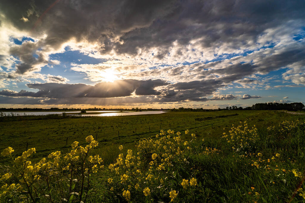 foto van landschap en weiland met gele bloemen