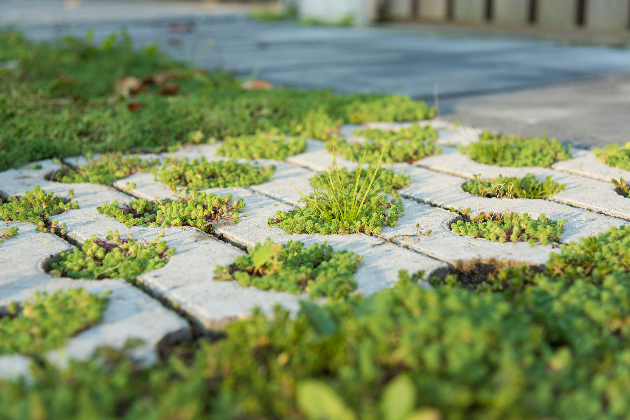 tegels met groene planten ertussen