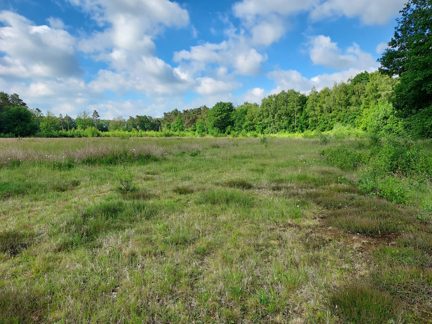 Landschap met bomen en groen gras