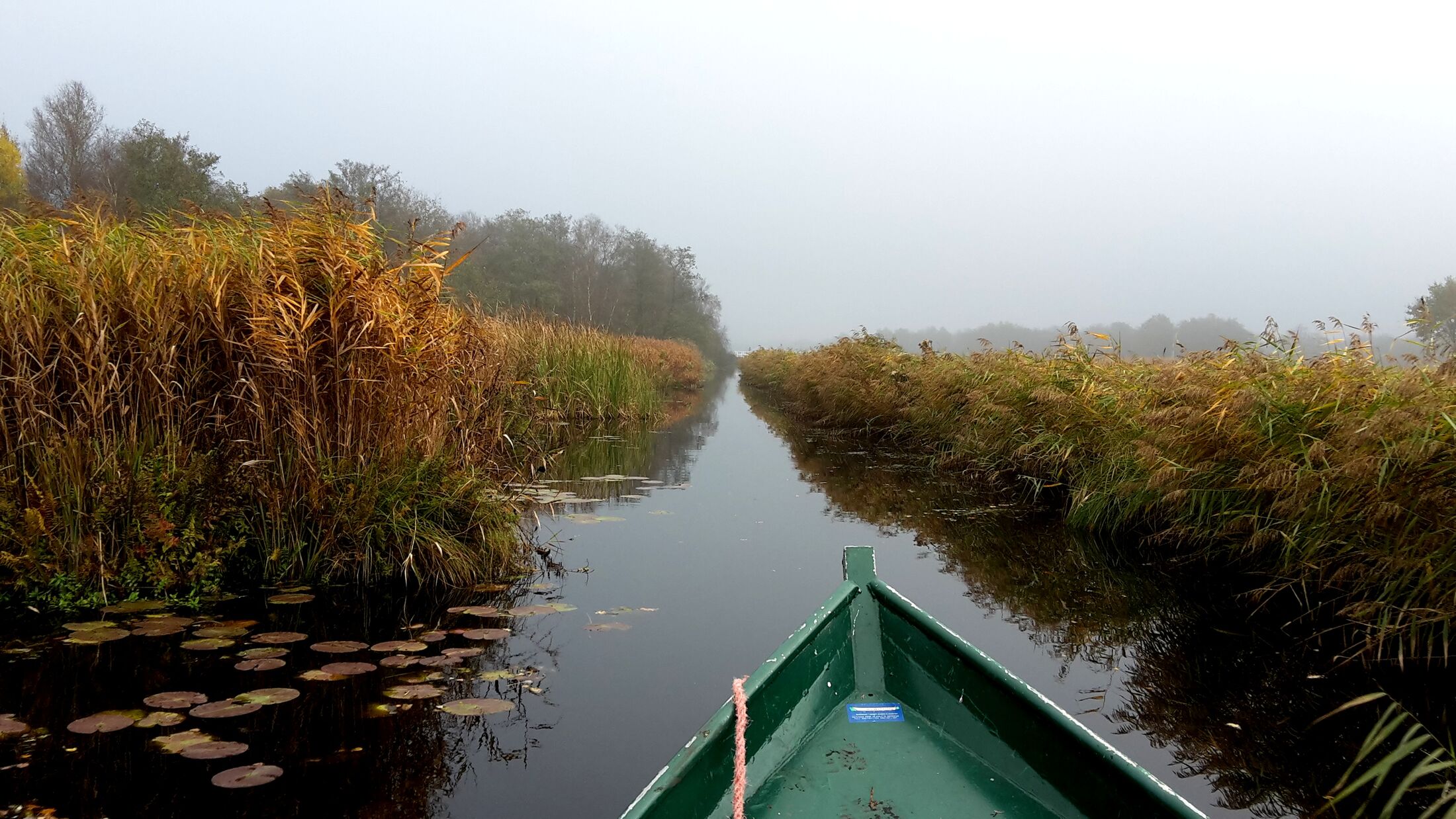 Een kano op een sloot tussen hoog en geel riet