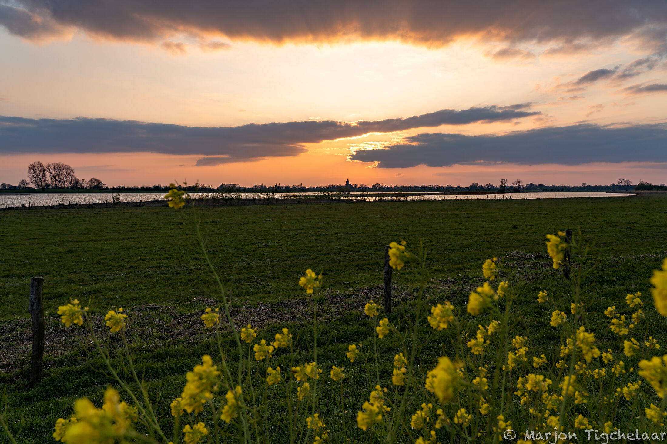 foto van gele bloemen met weiland met water en zonsondergang op achtergrond