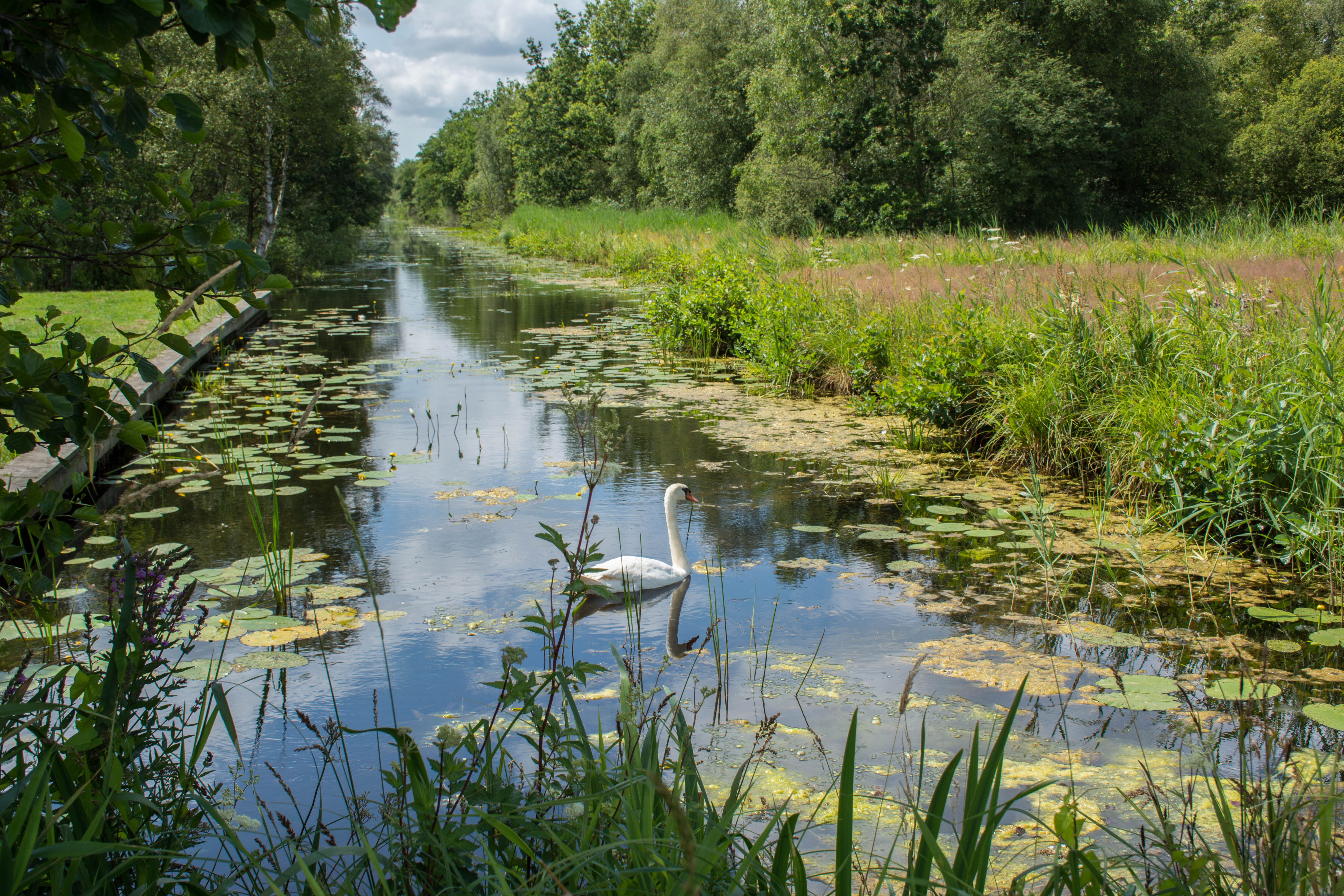 sloot met lelieblad en zwaan erin omringd door bomen
