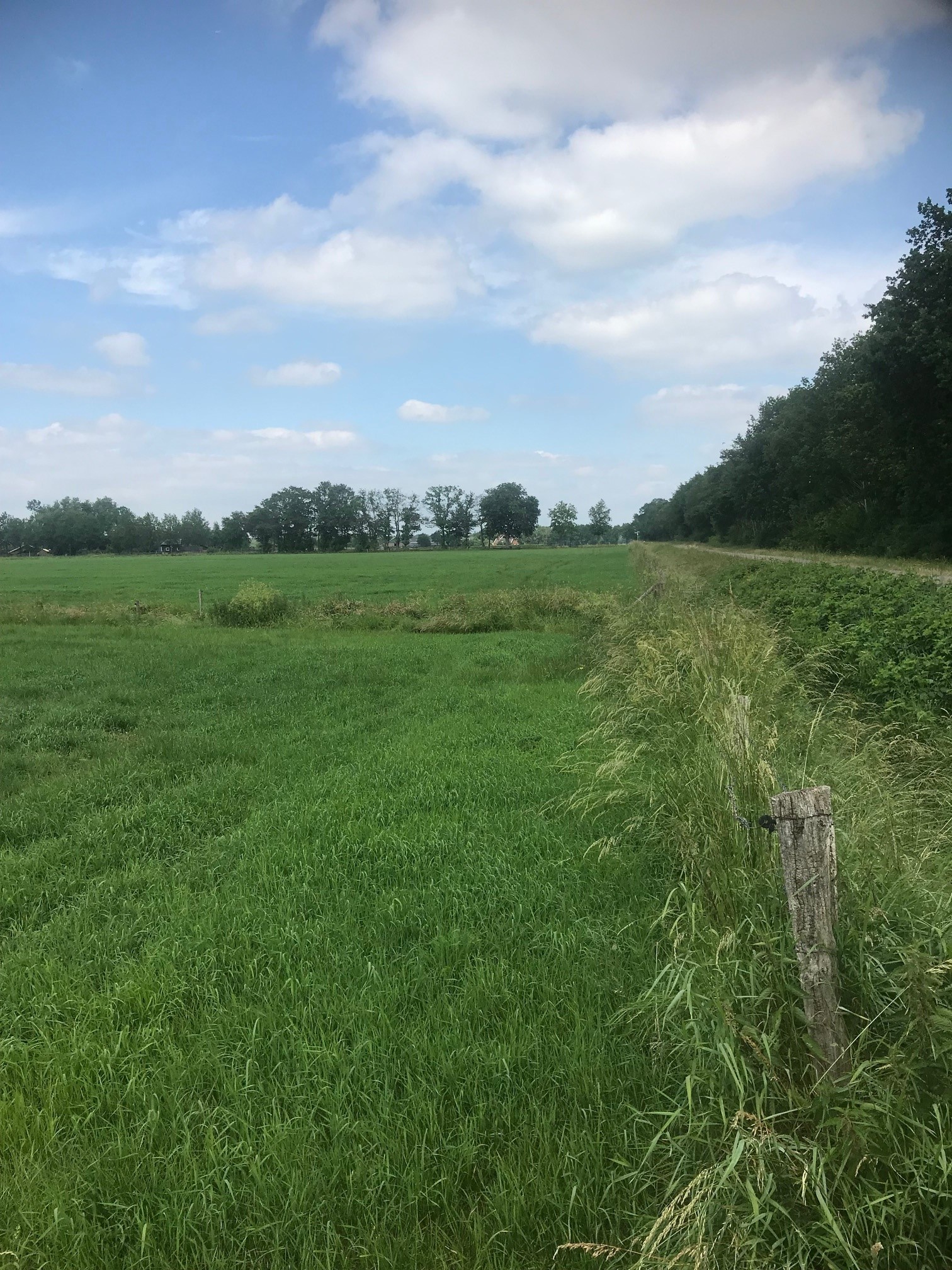 Weiland omringd met houtwallen