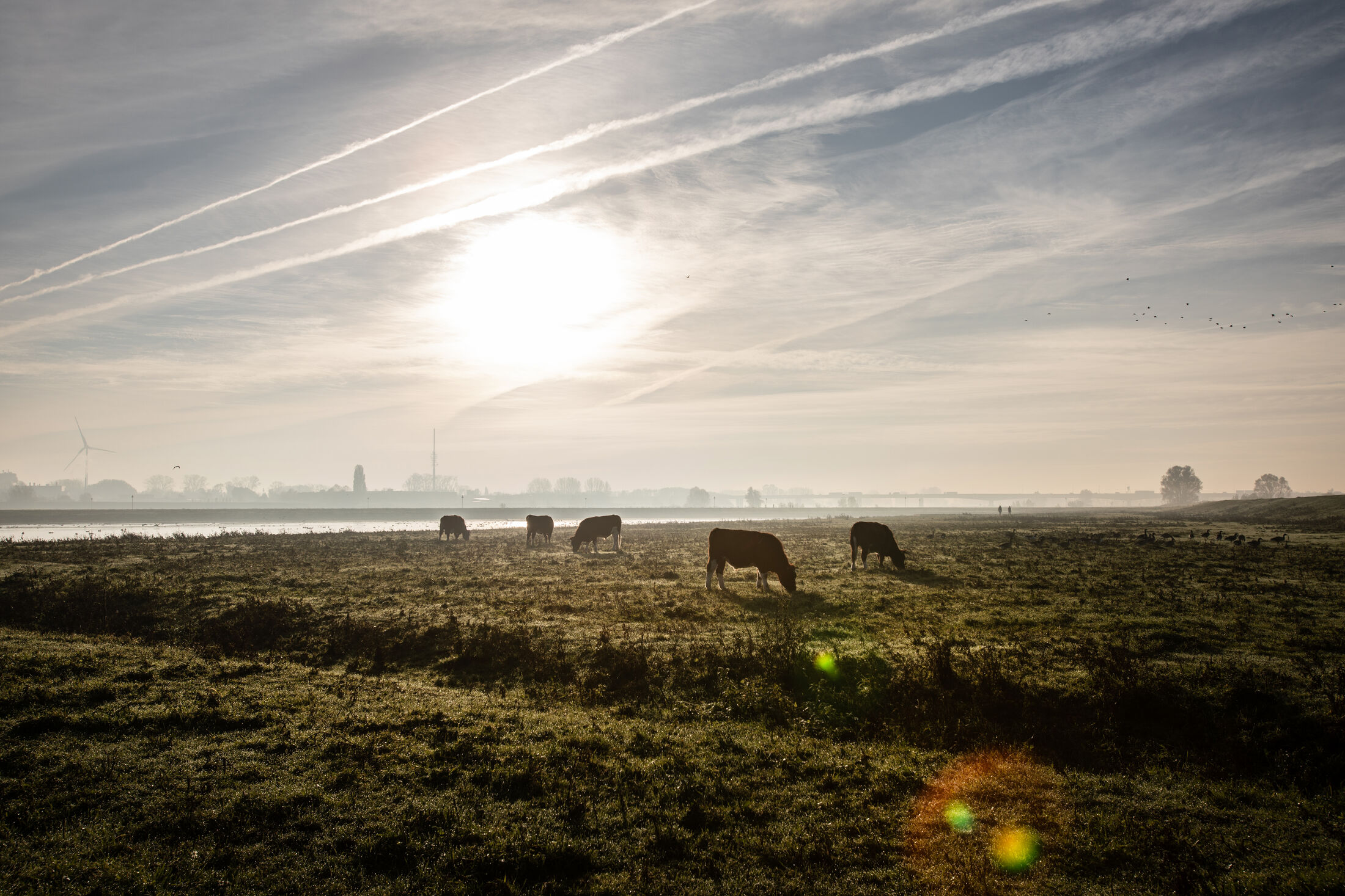 Koeien in een wei (foto tegen het licht in genomen)
