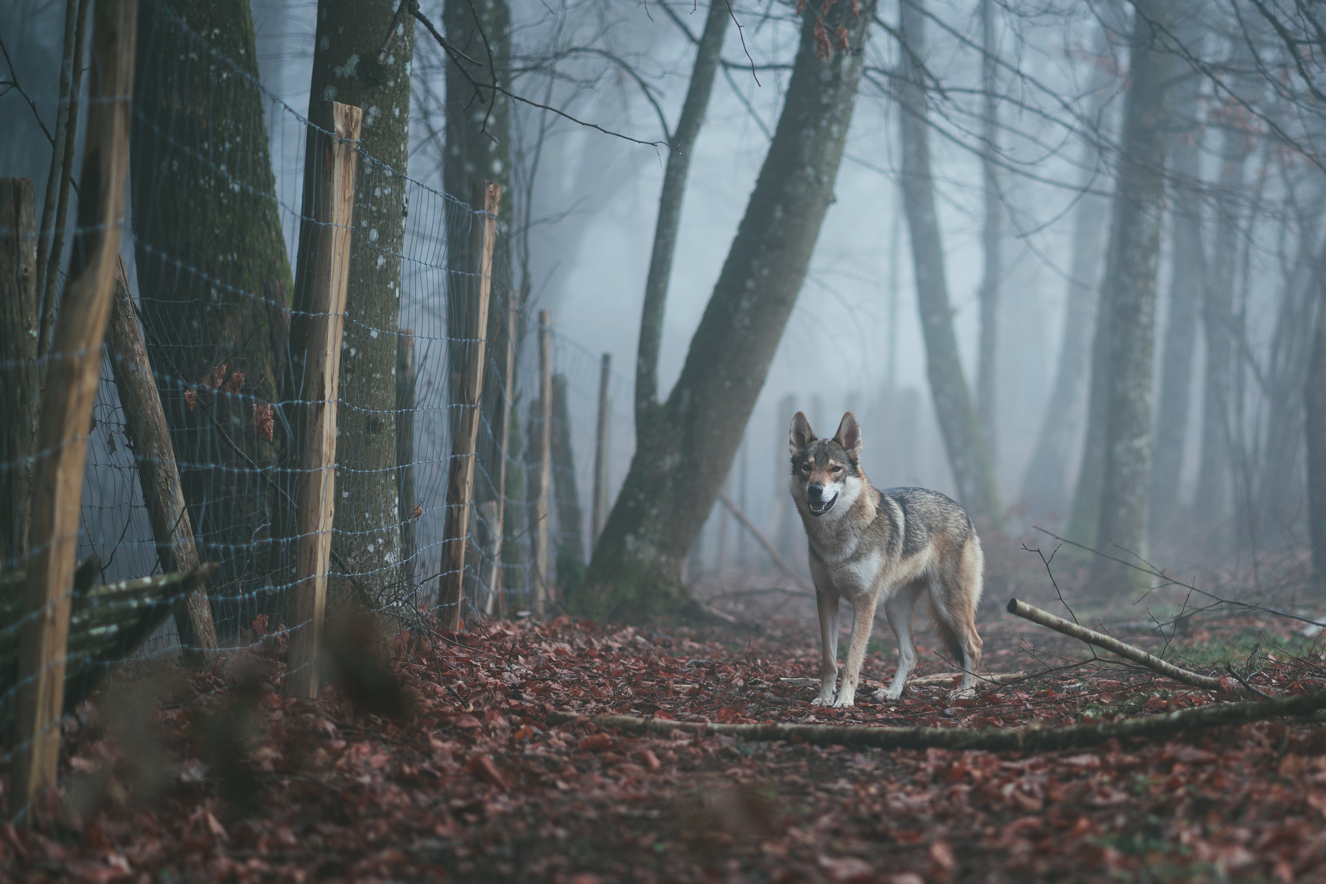 Wolf bij hek met gaas in bos