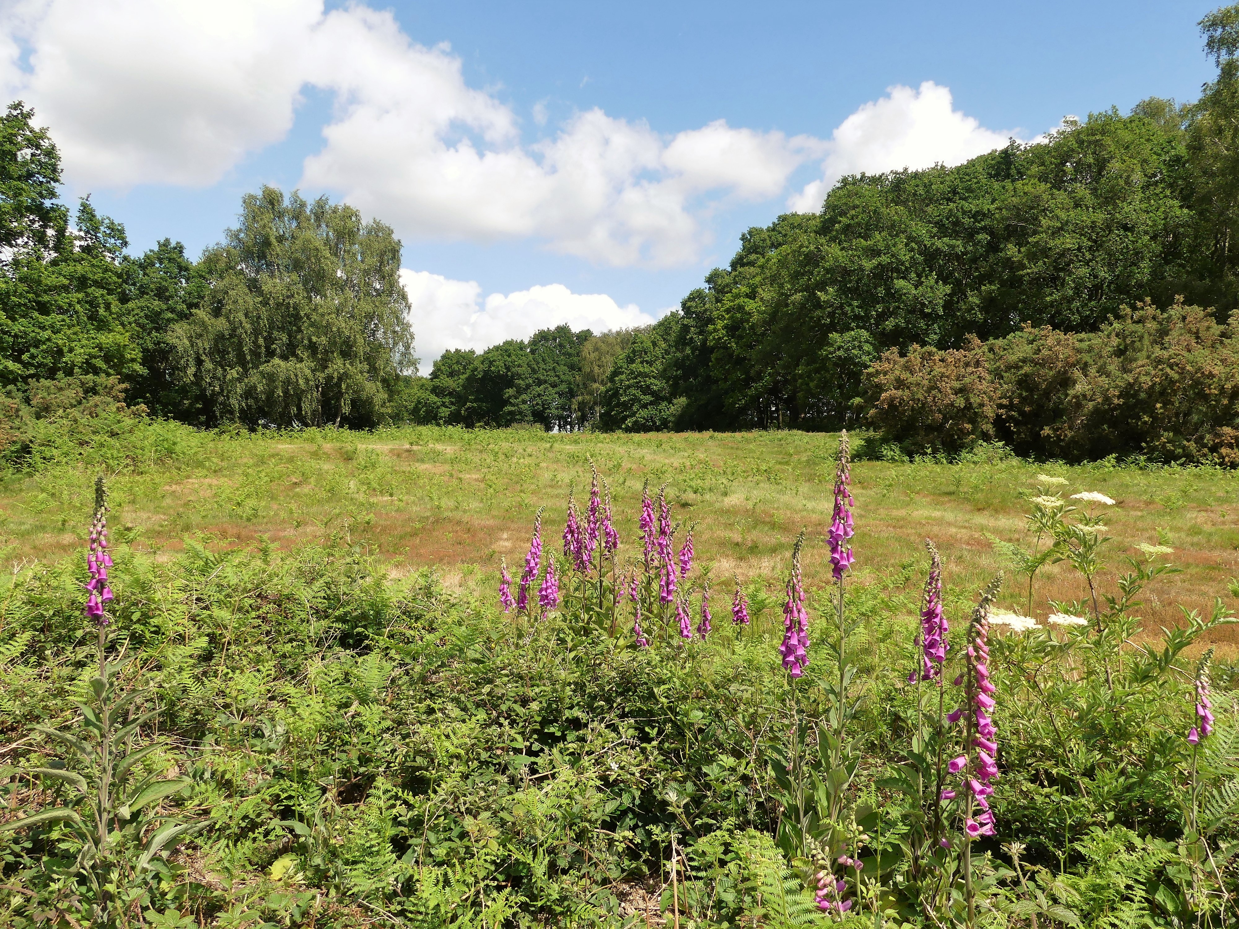 landschap met paarse bloemen op de voorgrond omringd door bomen en struiken