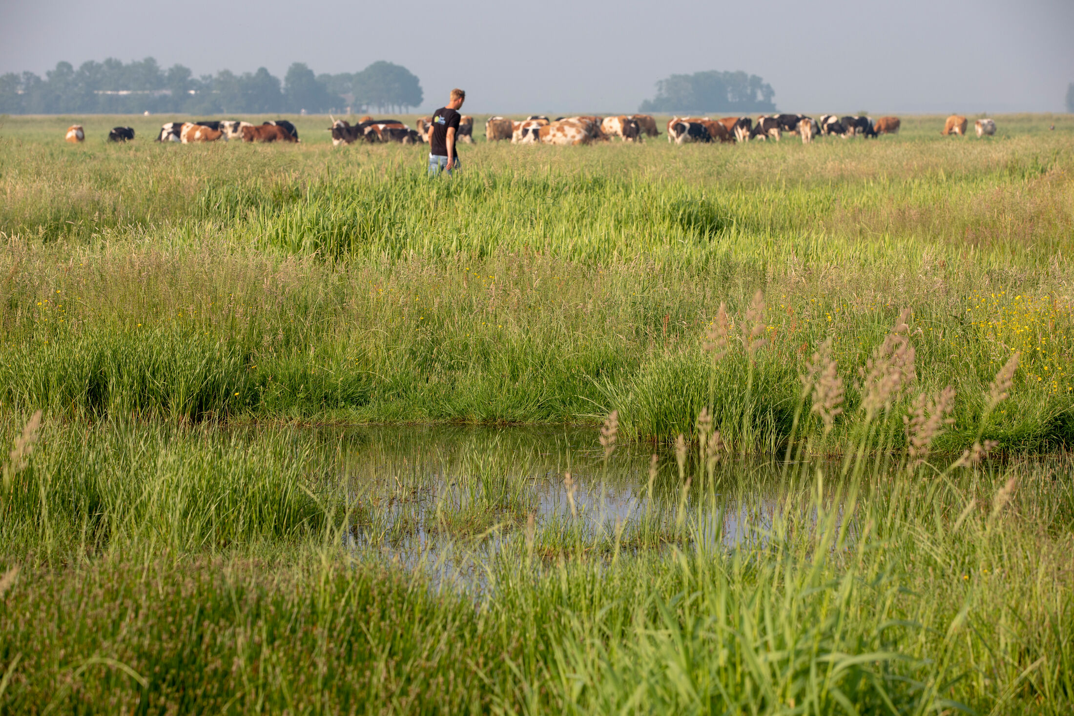 Koeien en mens in de Veenweide