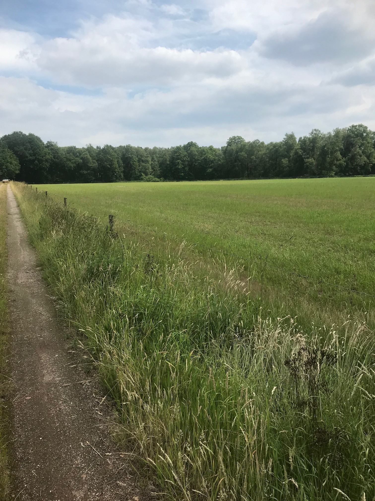 weiland met bospad en houtwallen op achtergrond